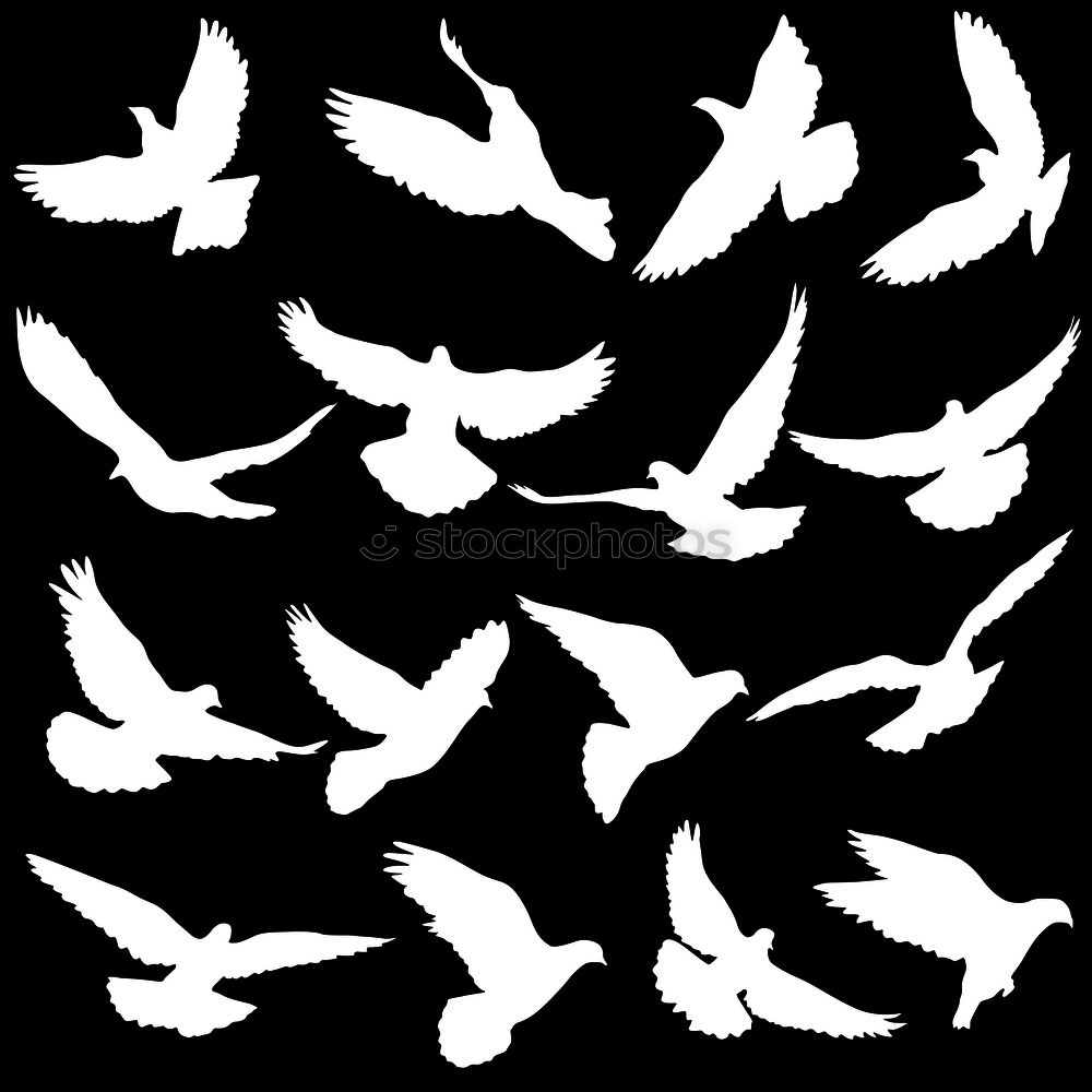 Similar – dove of peace Animal Bird