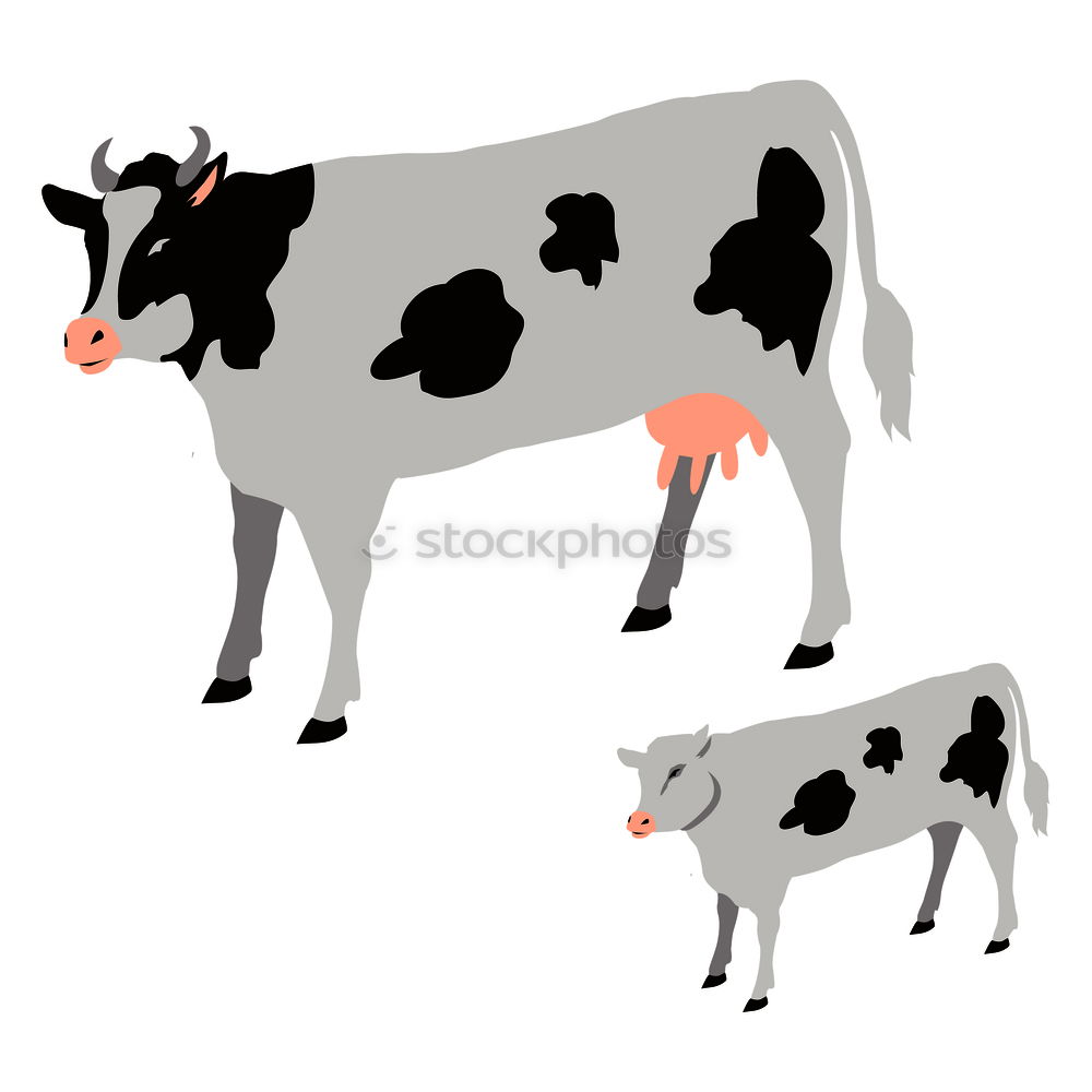 Similar – Producer. Cow Bull Udder