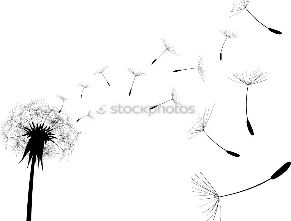 Similar – Image, Stock Photo Pustekuchen (-flower)