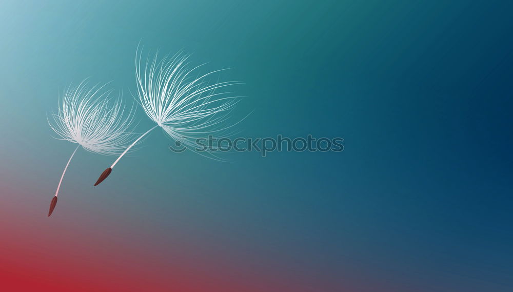 Dandelion against a blue background