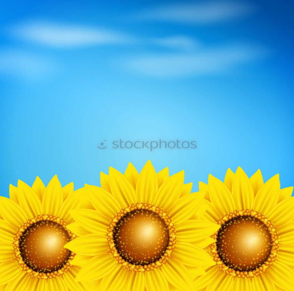 Similar – Image, Stock Photo awesome sunflower III