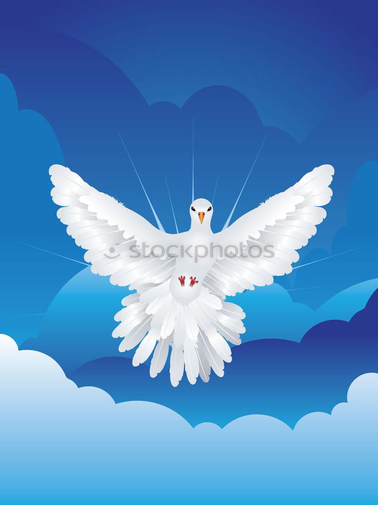 Similar – Image, Stock Photo Seagull 3 Bird White Air