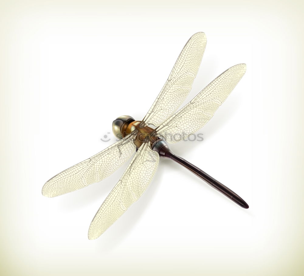 Similar – the queen dragonfly.