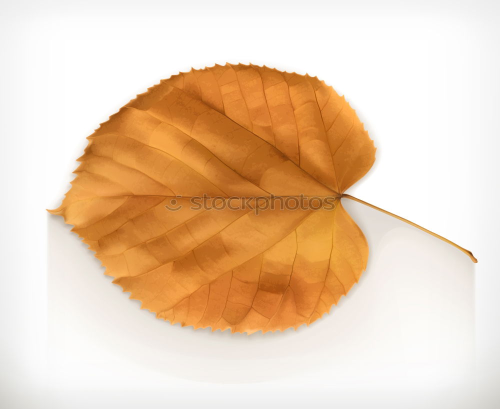 Similar – Autumn colors leaf