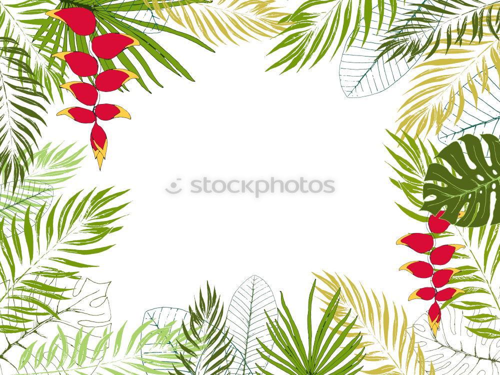 Similar – White background with tropical palm leaves and flowers