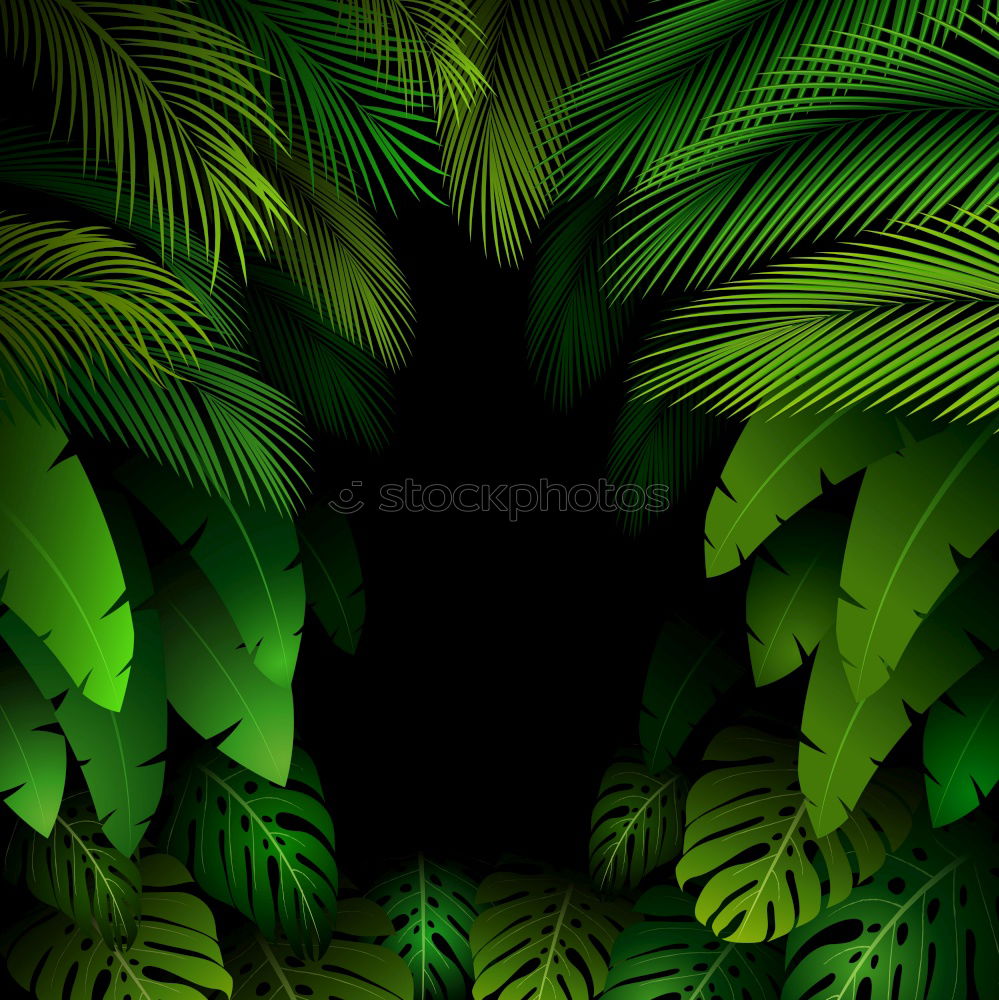 Similar – Foto Bild Palmä Palme grün Nacht