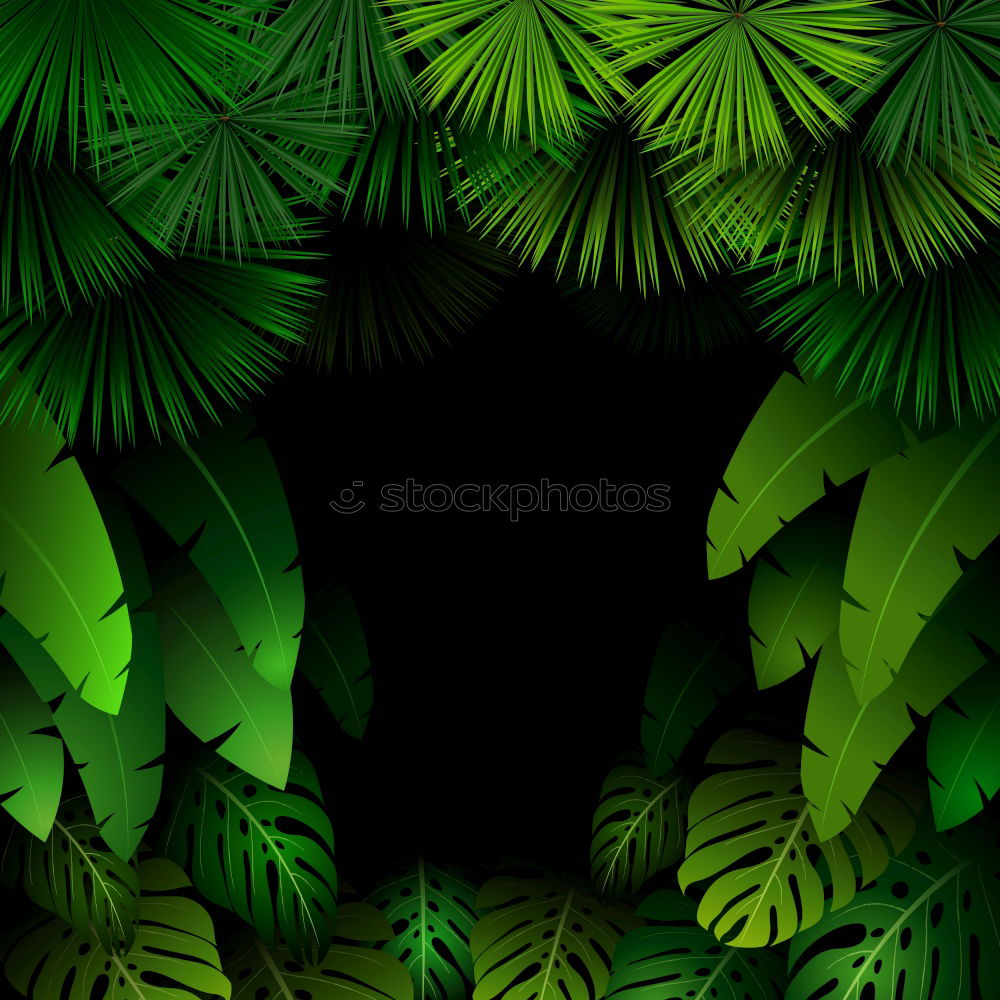 Similar – Foto Bild Palmä Palme grün Nacht