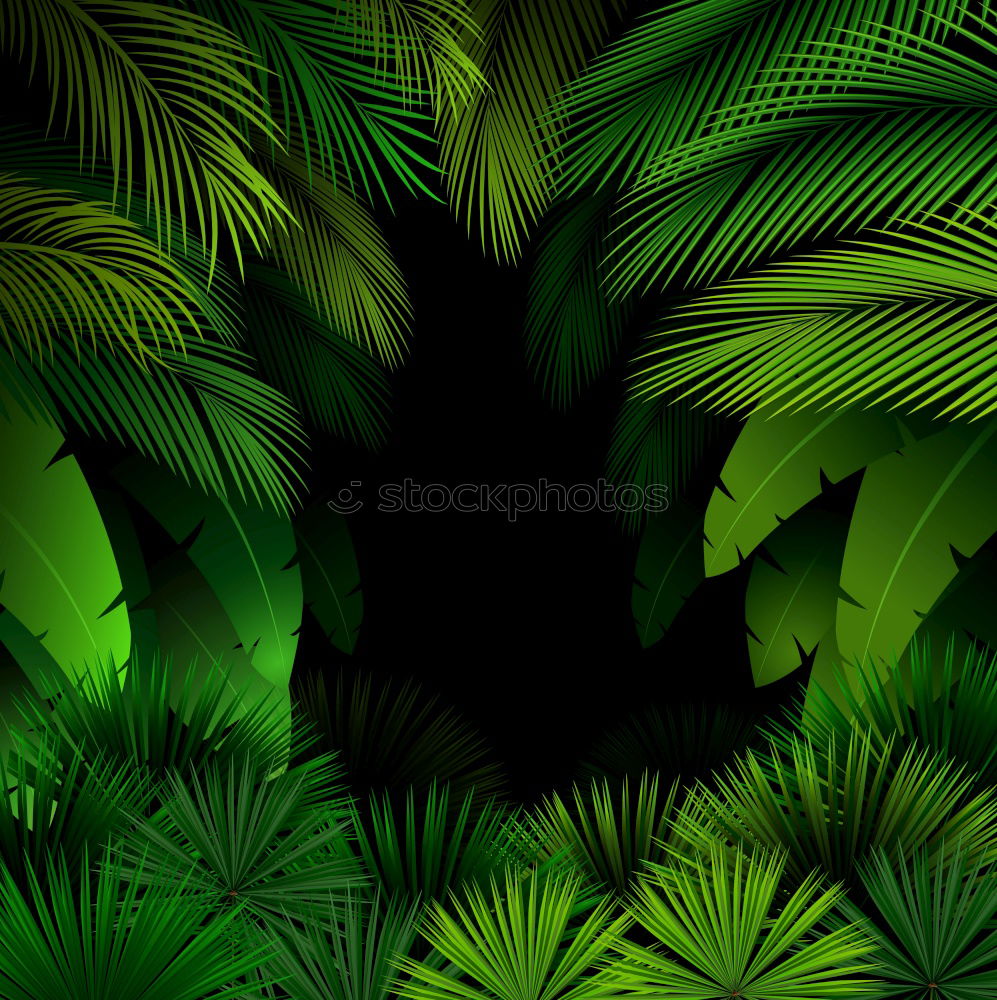 Similar – Foto Bild Palmä Palme grün Nacht
