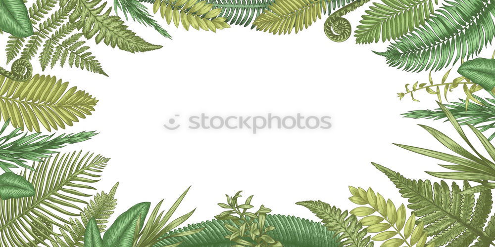 Similar – Image, Stock Photo Frames of tropical plants and fern leaves