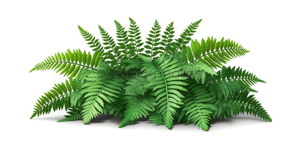 Similar – Image, Stock Photo green fern plant leaves