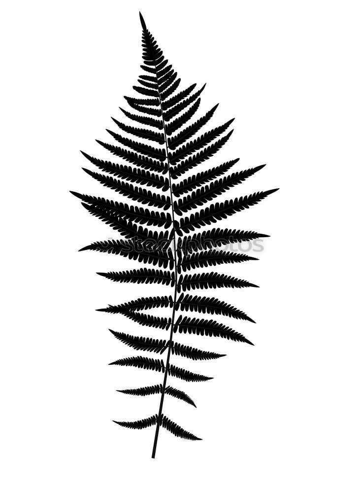 Similar – Old fern Plant Leaf