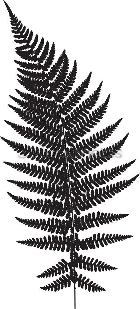 Similar – Old fern Plant Leaf