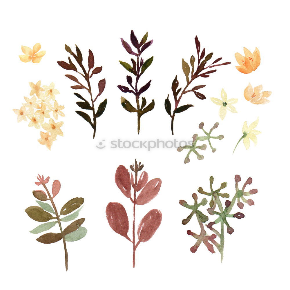 Similar – various dried leaves and flowers