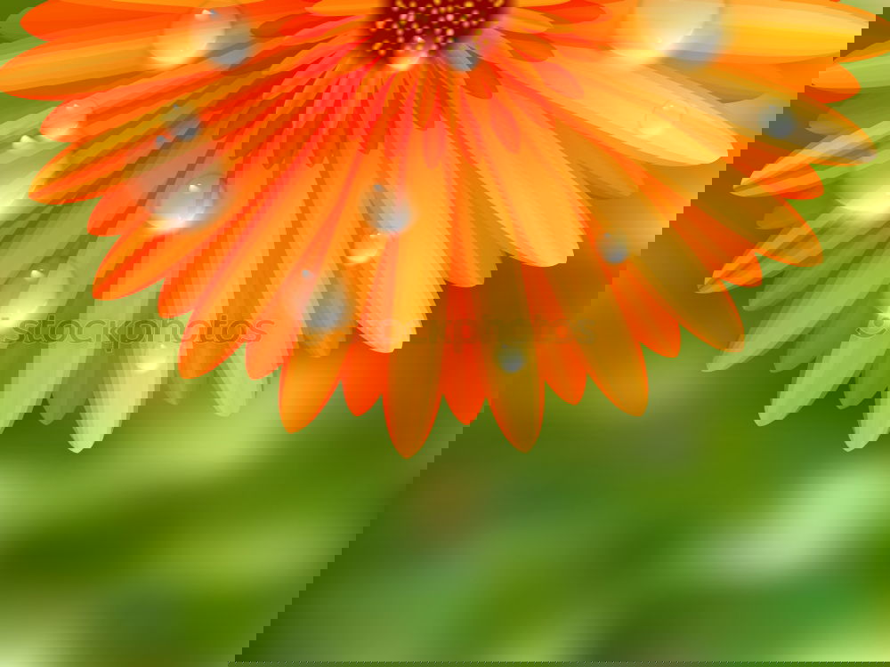 Similar – Image, Stock Photo Flower greeting