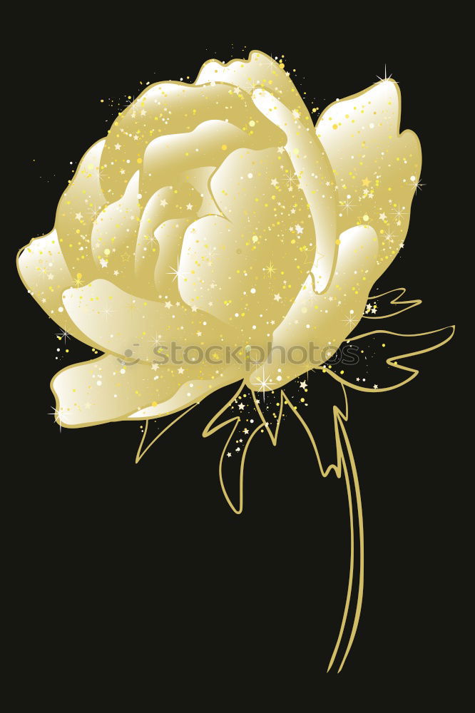 Similar – White rose on a black background