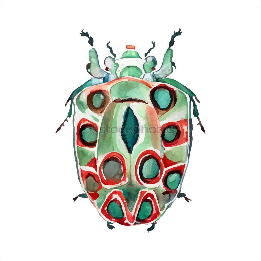 Similar – Big Beetle Isolated Image