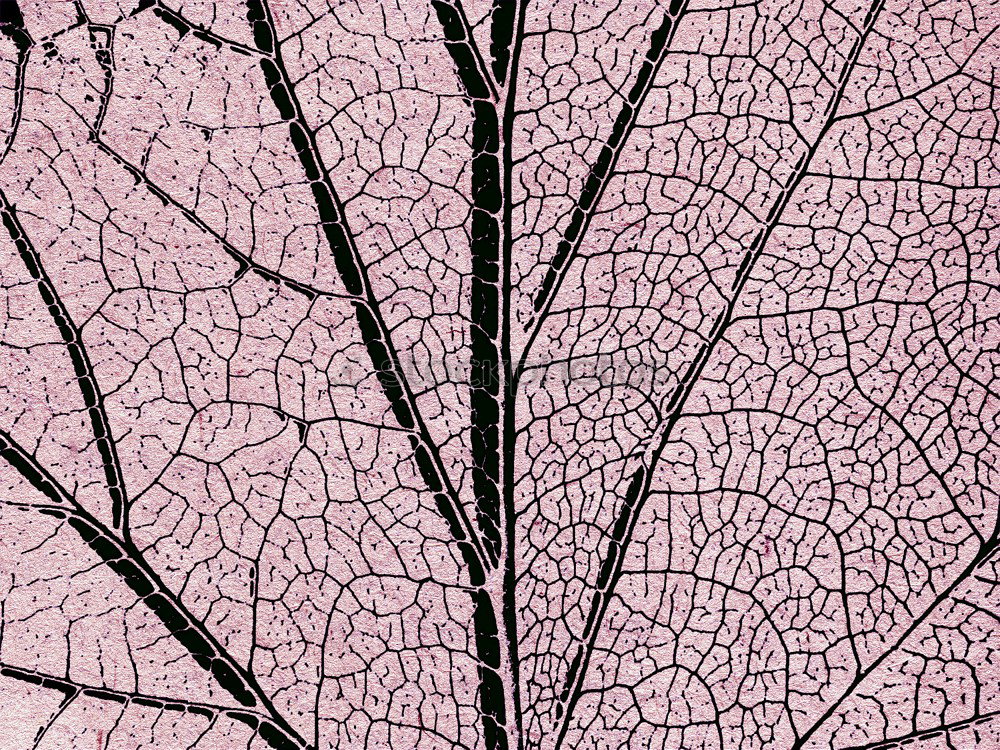 Similar – Image, Stock Photo After the storm Rose