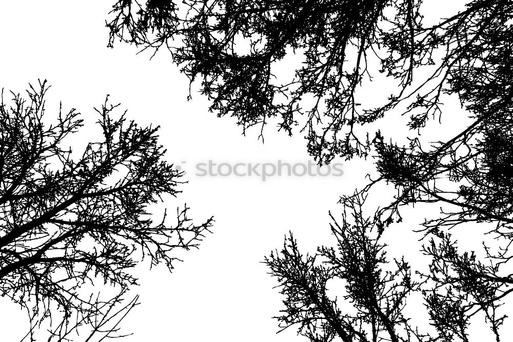 Similar – Image, Stock Photo Treetops XIV Autumn Forest