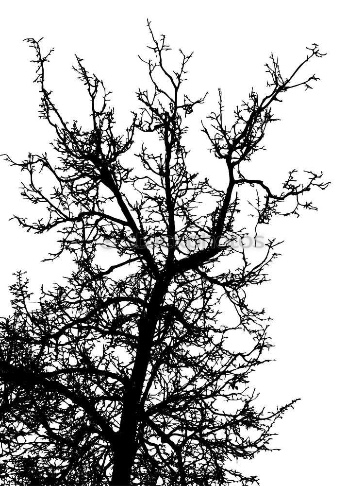 Similar – winterbaum Baum Winter