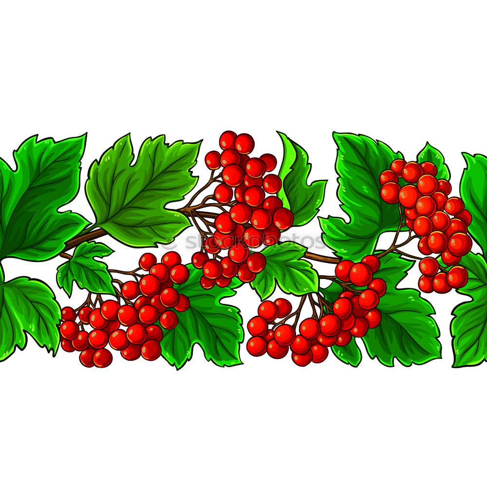 Similar – Holly, Ilex aquifolium