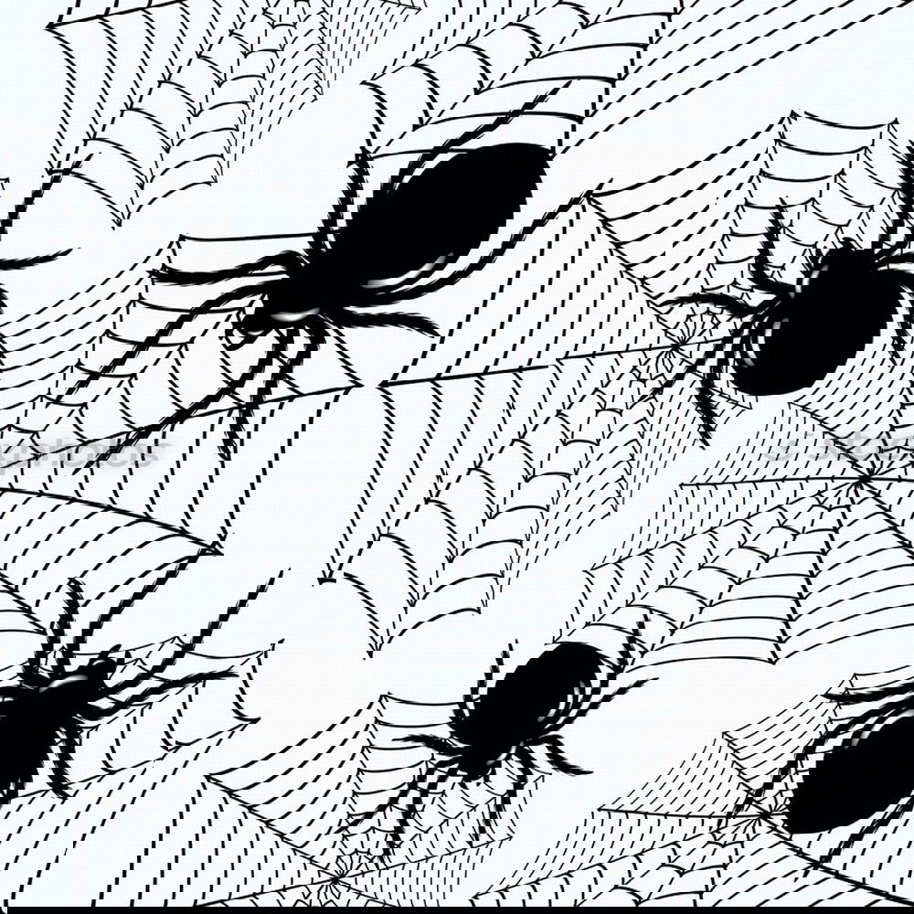 Similar – Foto Bild spinnchen Spinne