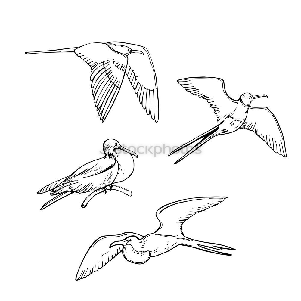 Similar – Image, Stock Photo Flying geese birds. Ink black and white drawing