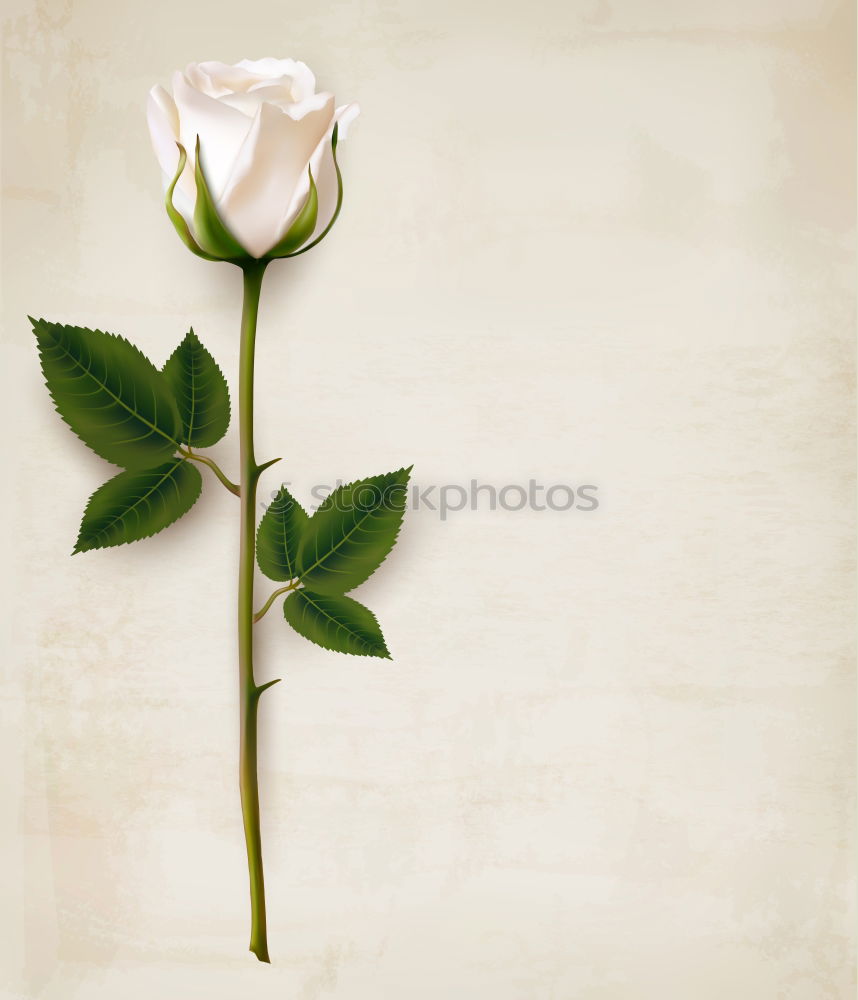 Similar – Image, Stock Photo Four oh oh Plant Flower