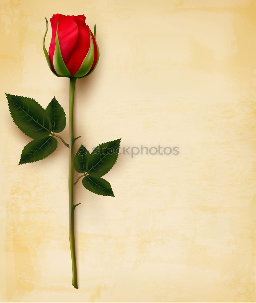 Similar – Foto Bild Rote Rosen auf rostigem Hintergrund