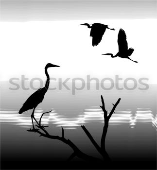 Image, Stock Photo crehe Tree Black Bird crow