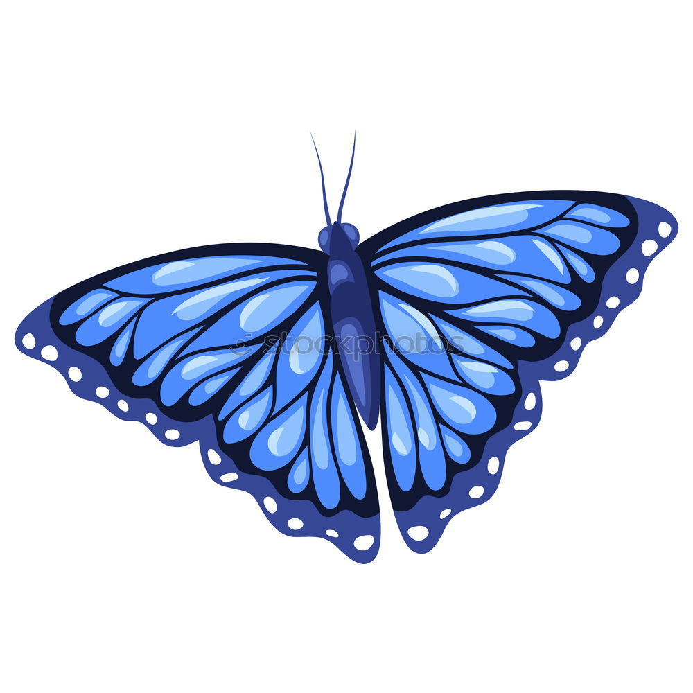 Similar – Blue Morpho butterfly