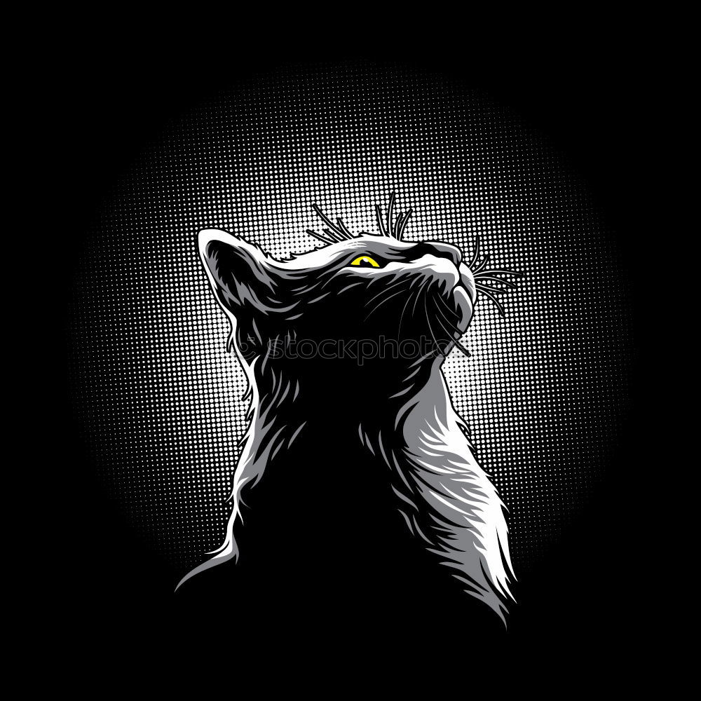 Similar – Foto Bild black cat Katze schwarz