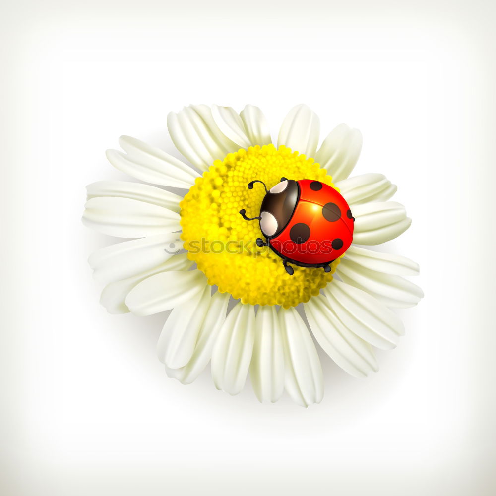 Similar – Image, Stock Photo of bees and flowers Joy