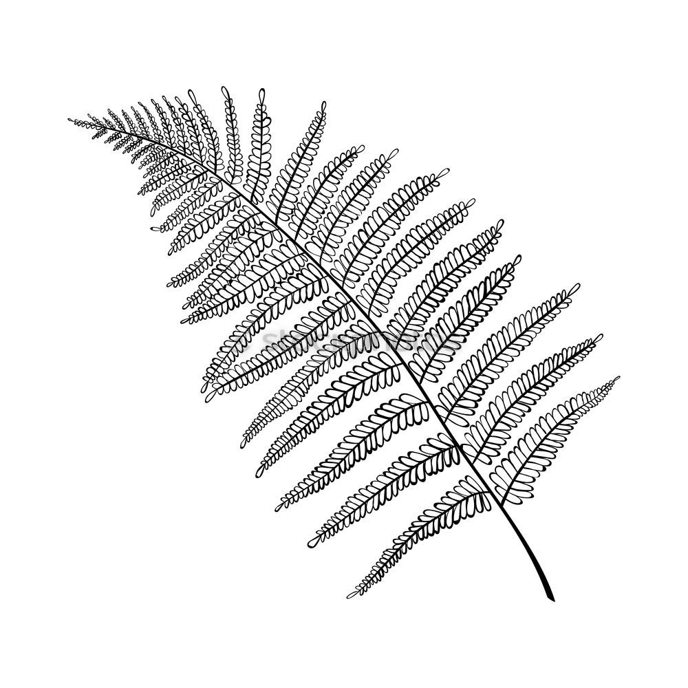 Similar – Old fern Plant Leaf