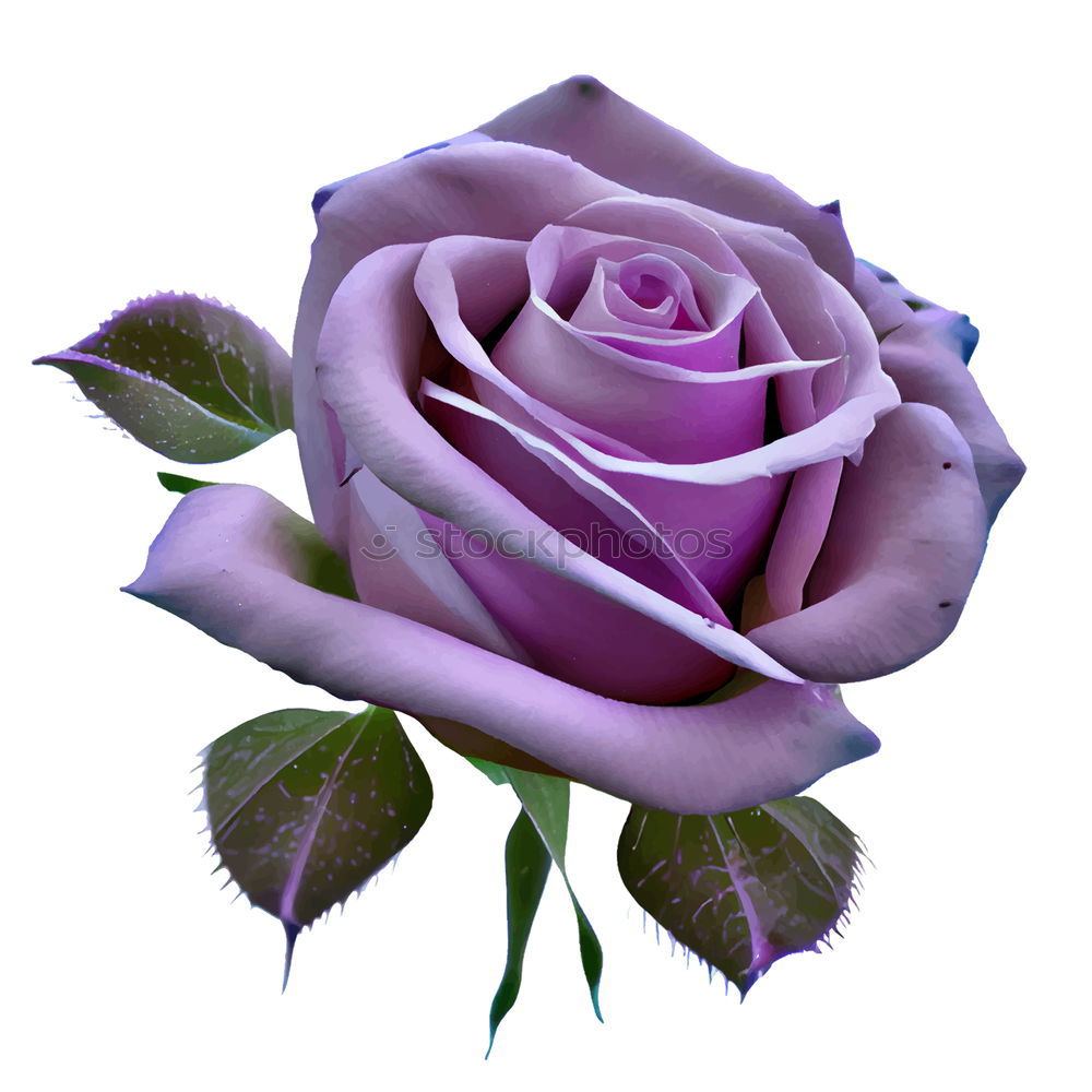 Similar – Purple rose with water drops