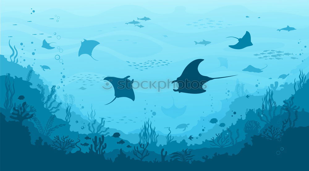 Similar – ” !! ” Whale shark Shark