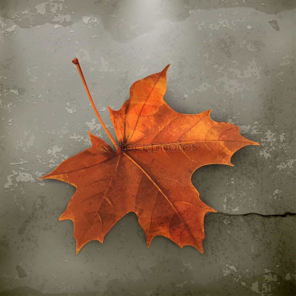 Image, Stock Photo rest Water Autumn Leaf Lie