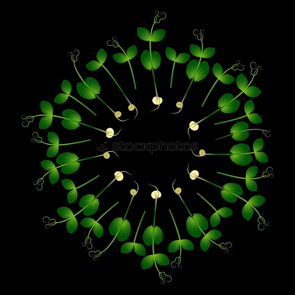 Similar – Ornamental garlic buds, Allium,