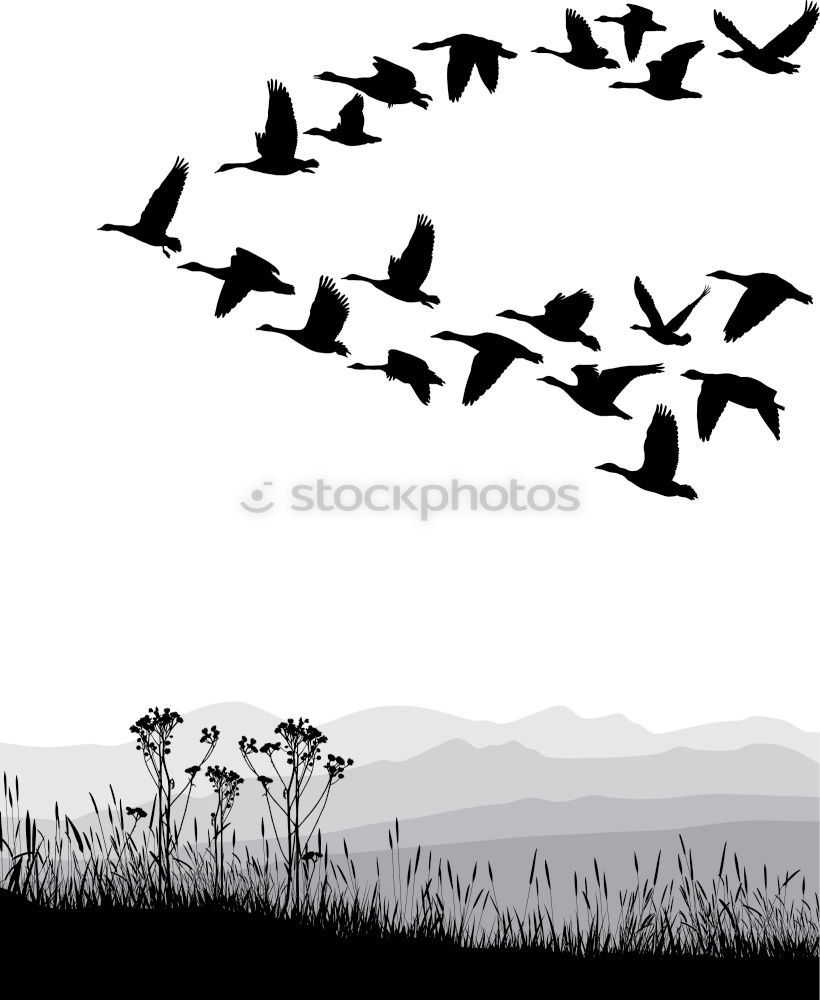 Similar – Image, Stock Photo 7.75 Whooper swans Air