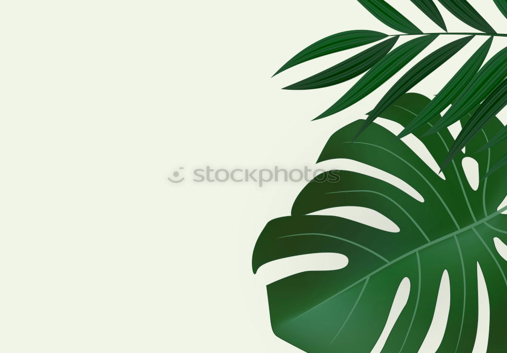 Similar – Creative flat lay of green botany plant on colorful background