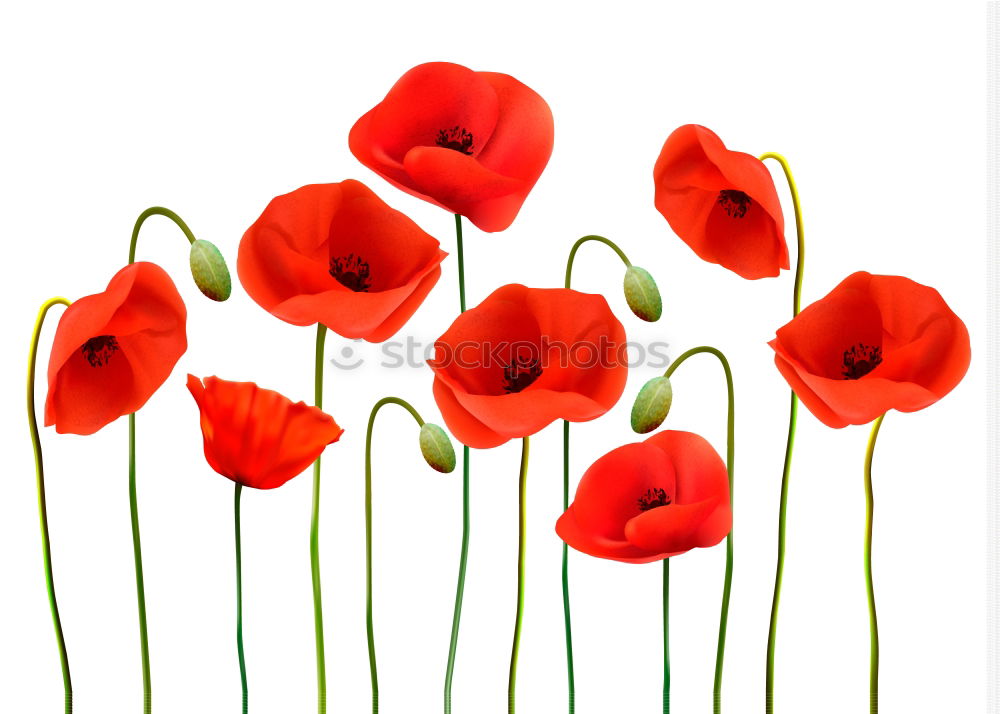 Similar – Foto Bild Mohnblumen rot Klatschmohn