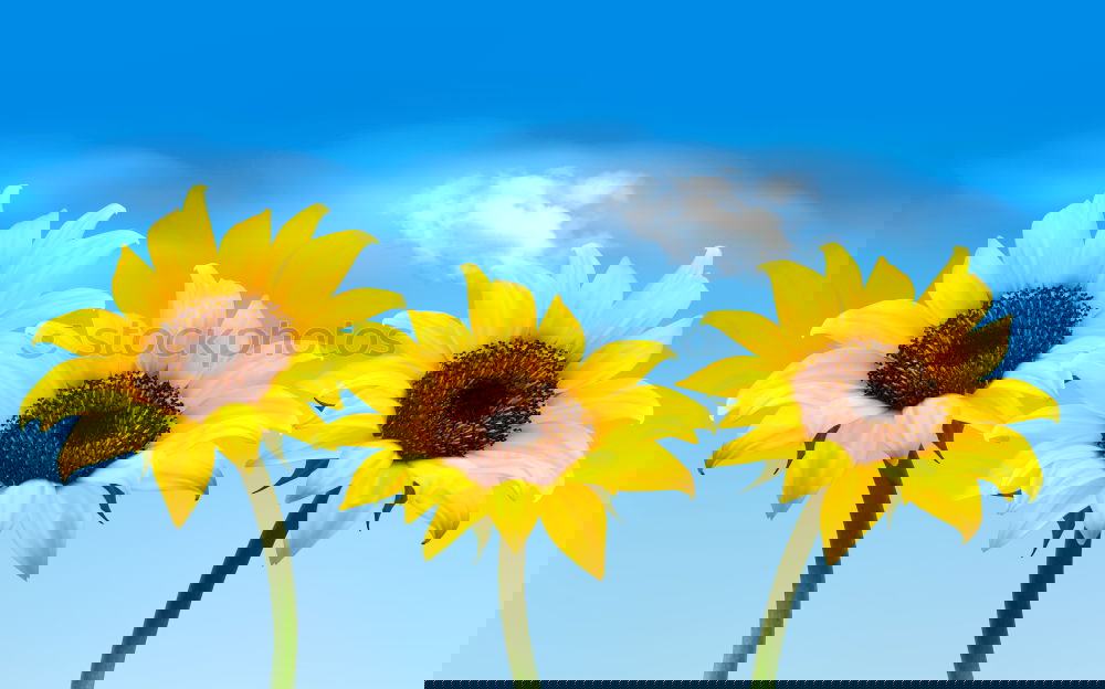 Similar – Image, Stock Photo Sun