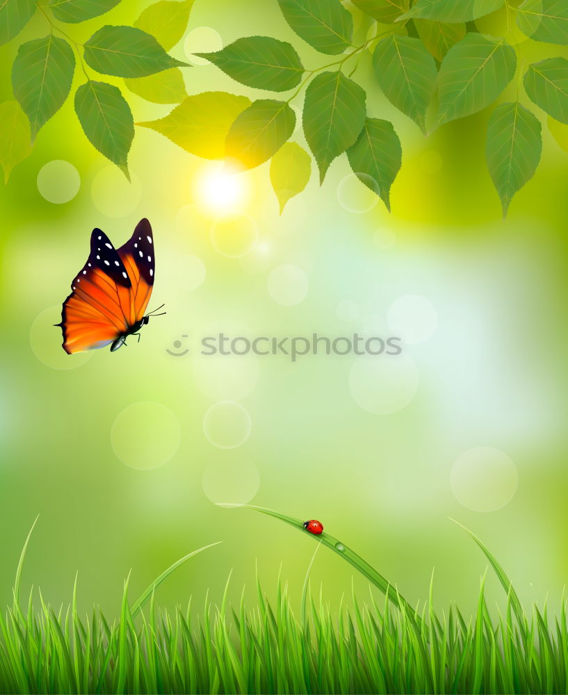 Similar – butterfly Butterfly Grass