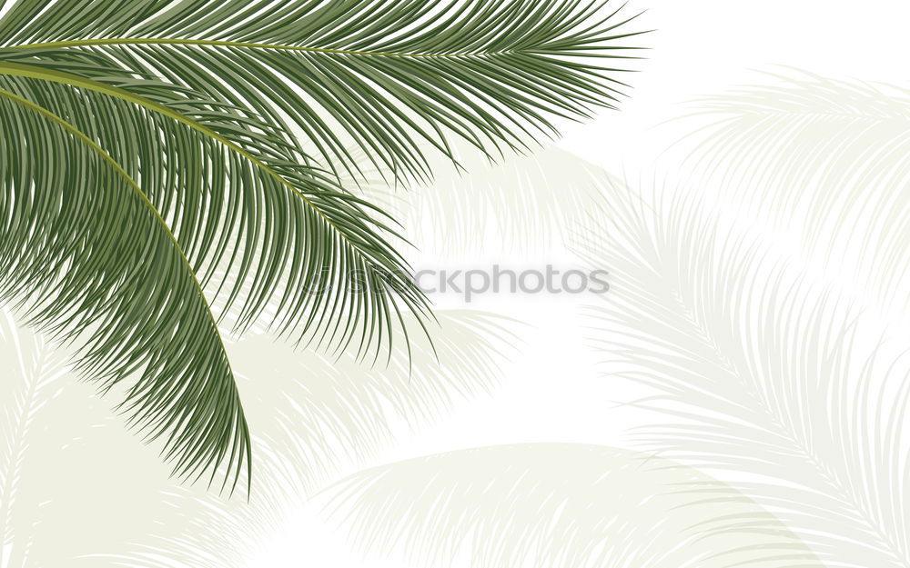 Similar – Three palm branches on neutral ground