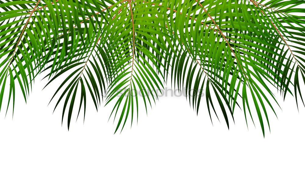 Similar – palm fronds Palm tree