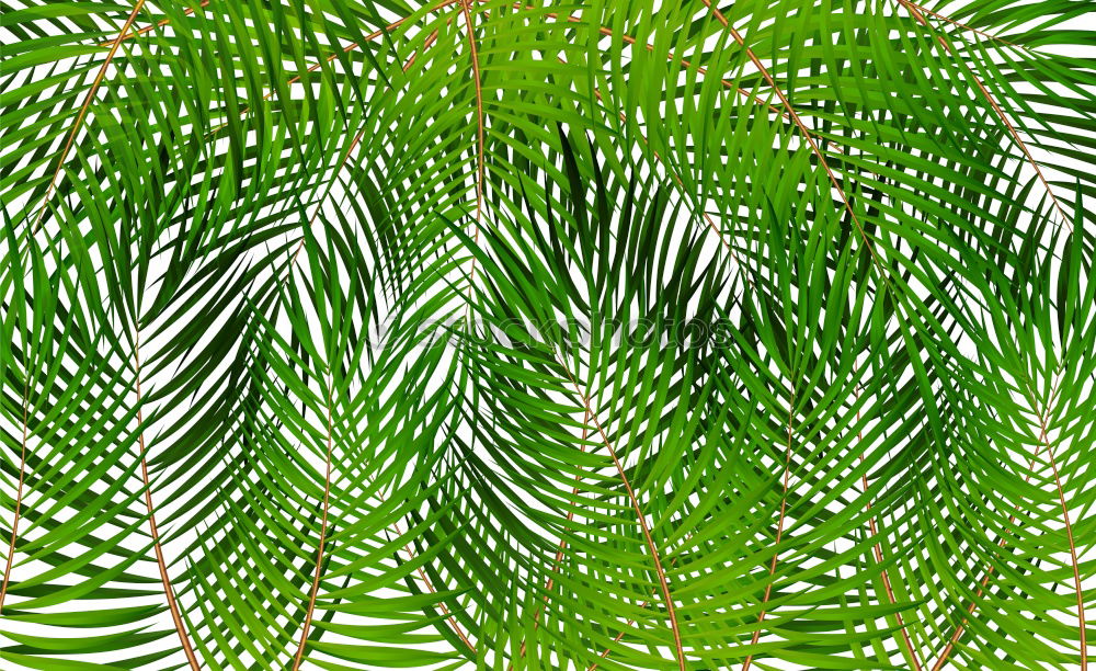 Similar – Textures of Tropical Plants