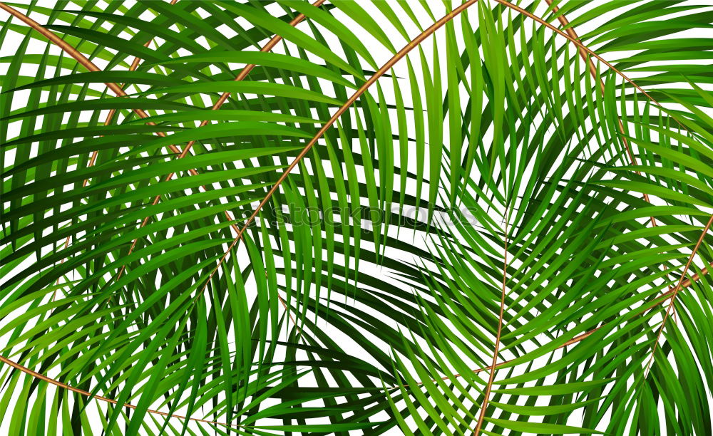 Similar – palm fronds Palm tree