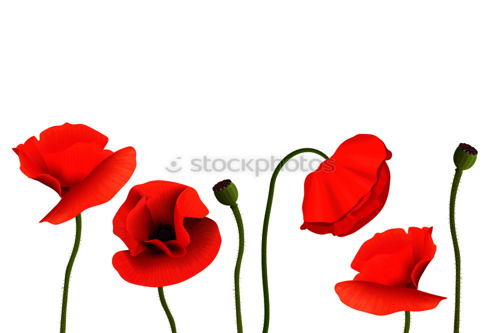 Similar – Foto Bild Klatschmohn Blume Pflanze