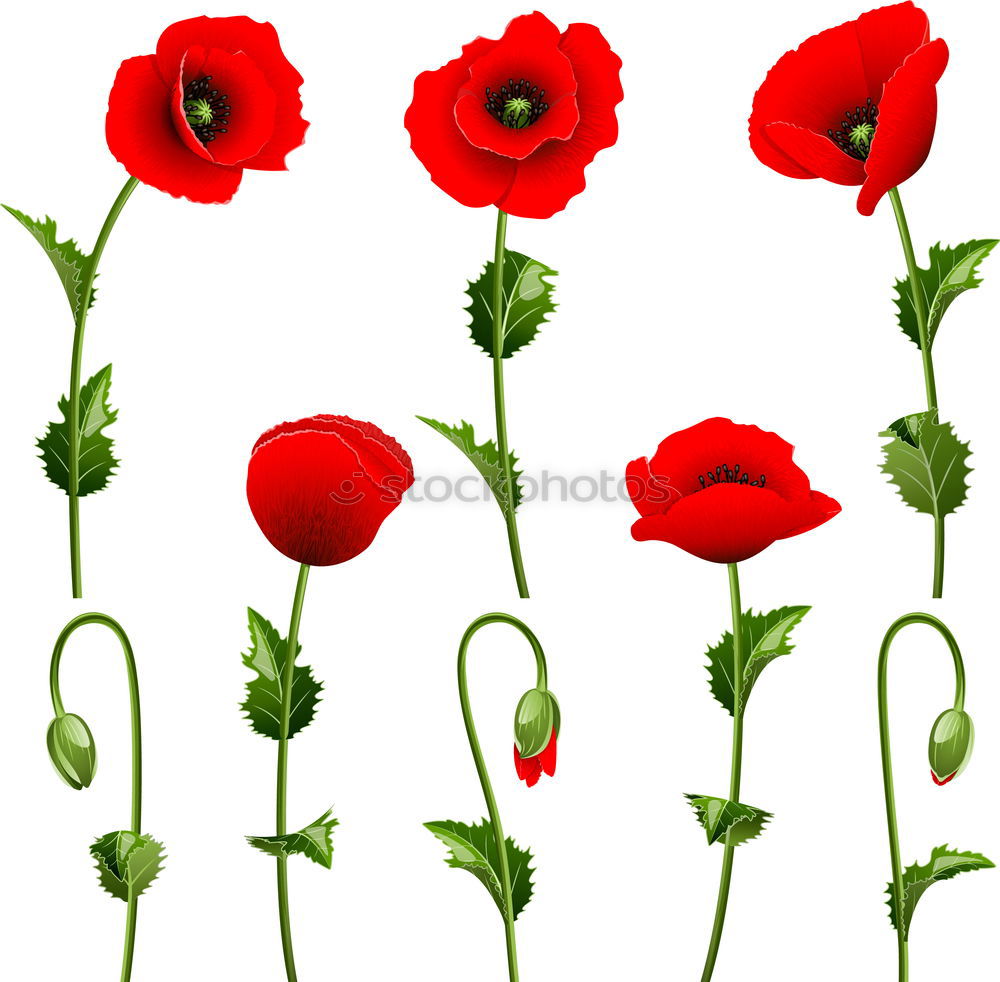 Similar – Foto Bild Klatschmohn Blume Pflanze