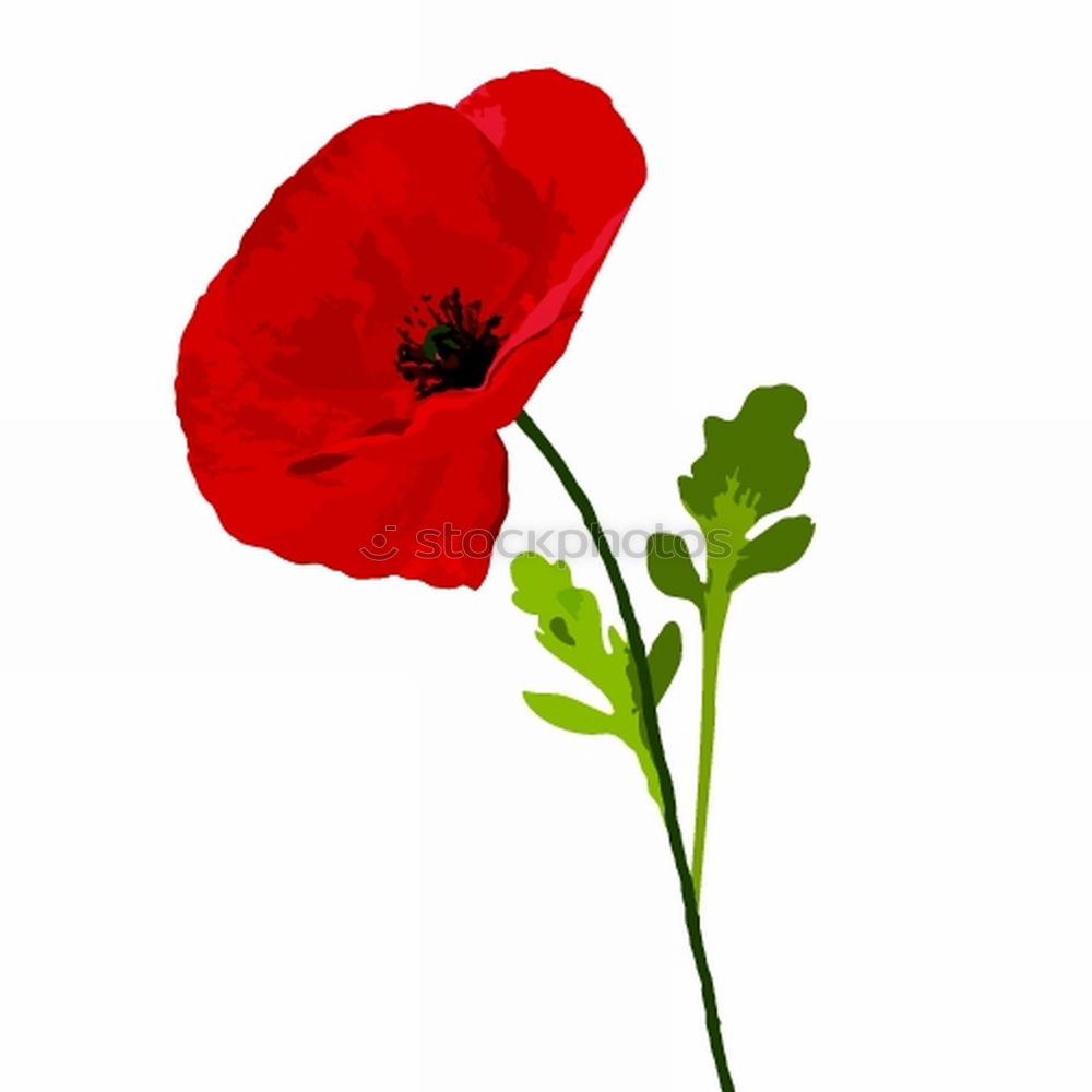 Similar – Foto Bild Klatschmohn Blume Pflanze