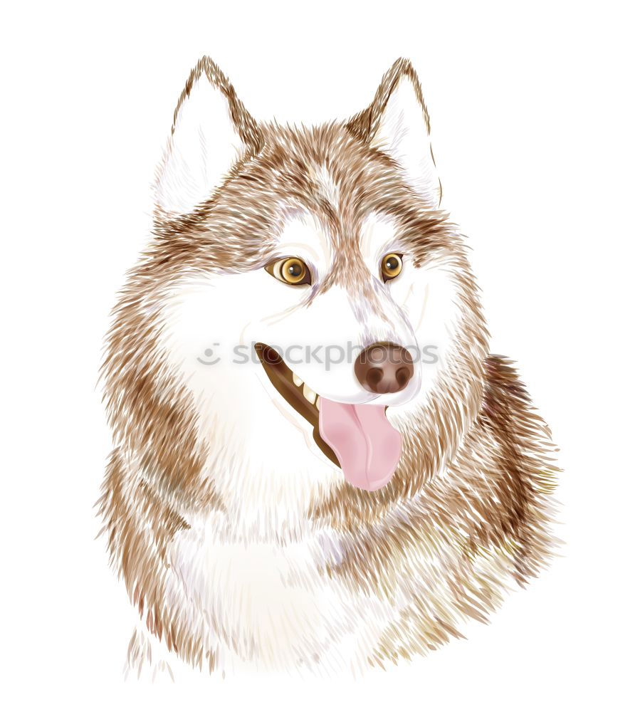 Similar – Image, Stock Photo Australian shepherd dog